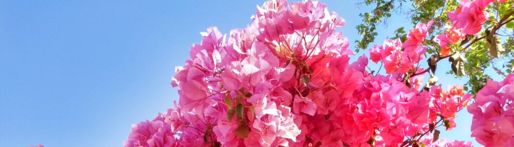 Matrimonio de Lorena y Armin